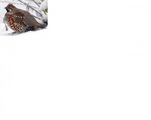 jariabka-lesneho.jpg