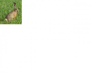 zajaca-polneho.jpg